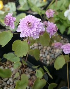 Anemonella thalictriodes 'Schoaf's Double' - 8cm pot 